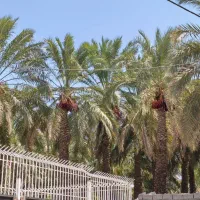 نیرو خانم برای خرما جمع کردن