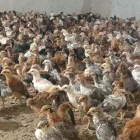 جوجه مرغ وخروس