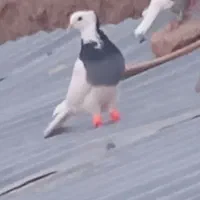 طوق سبز نر