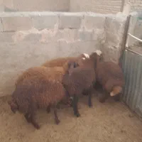 بره شش راس  دوتا نر و چهارتا ماده