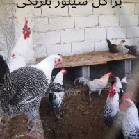 جوجه مرغ زینتی - فول کیفیت.ایام براکل وروک شاخدار