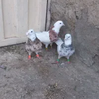کبوتر