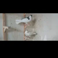 کبوتر‌پرشی‌مفت