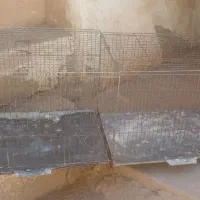 سالم قفس