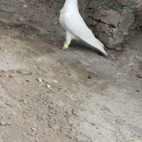 کفتر بوم