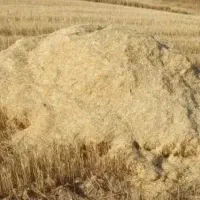 با سلام کاه درجه یک کردستان
