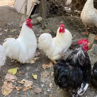 خروس و مرغ کوشین