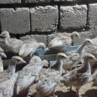 جوجه بوقلمون بوربون۴۵روزه
