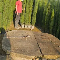 سرو شیرازی سرو ناز درجه ۱ صادراتی