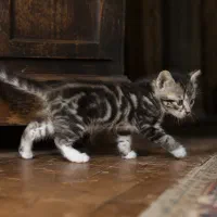 واگذاری بچه گربه بامزه