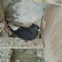 چهارتا.جوجه با یک زاغ دم سفید مهر بدون غلط