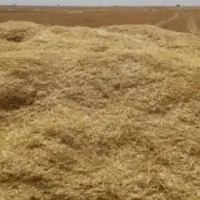 کاه گندم