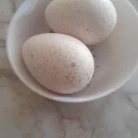 تخم بوقلمون