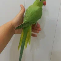 جوجه ملنگو تازه دانخور دستی