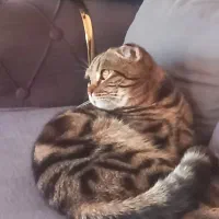 گربه نر آماده جفتگیری