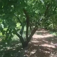باغ فروشی تهاتر