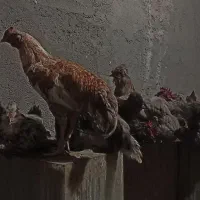 تخم مرغ نطفه دار