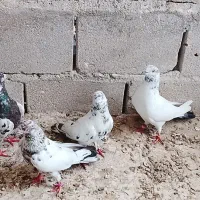 کبوتر