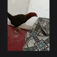مرغ لاری قلم سبز