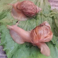 حلزون|خزنده|لنجان, |دیوار