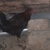 خروس ۵ماهه درشت