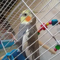 عروس هلندی گمشده مژدگانی محدوده سعدی آبخوان شرقی