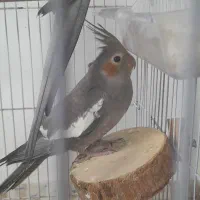 عروس هلندی