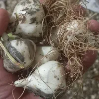 موسیر وحشی اطراف کوهرنگ