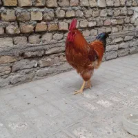 خروس محلی
