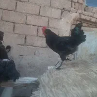 خروس جوان فروشی