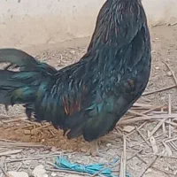 خروس سیاه و سفید ریشی پاکور