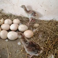 جوجه طاووس