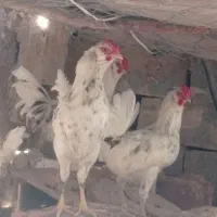 خروس جوجه از نژاد گلین