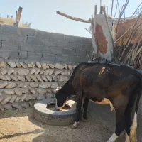 گاو حومه لامرد