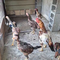 حراج مرغ وخروس