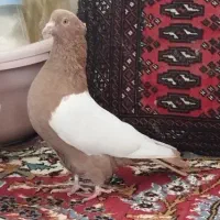سینه زرد نر آس