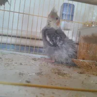 یک عدد جوجه عروس