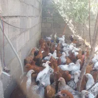 خروس محلی،تخم مرغ محلی ارگانیک،دستگاه جوجه کشی