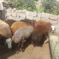 بره قوچ تخمی افشاری خریداری زنگ بزن