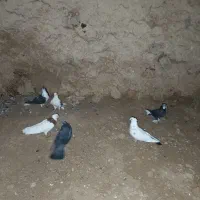 معاوضه کبوتر با مرغ