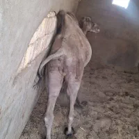 شتر دوکوهانه