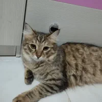 واگذاری دو‌ عدد گربه