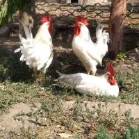 خروس سفید
