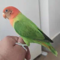 کوتوله برزیلی اهلی