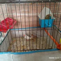 فنچ نر وماده