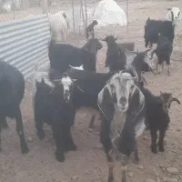 بز وبزغاله