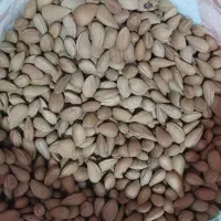 100کیلو بادام کوهی درشت تمیز