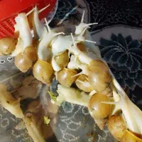 ۵۰عدد حلزون پرورشی دوسانتی ودوونیم سانتی ۱۰۰۰۰۰۰ت