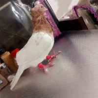 کفتر کله نر قلدور