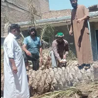 قطع نخل رایگان بریدن درخت هرس نخل500تومان سمپاشی